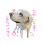 ラブラドールの たけちゃま 2（個別スタンプ：25）