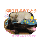 ラブラドールの たけちゃま 2（個別スタンプ：31）