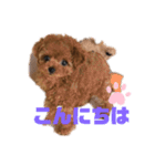ふわふわ プードル王子（個別スタンプ：1）