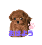 ふわふわ プードル王子（個別スタンプ：2）