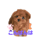 ふわふわ プードル王子（個別スタンプ：3）