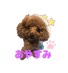 ふわふわ プードル王子（個別スタンプ：5）
