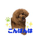 ふわふわ プードル王子（個別スタンプ：6）