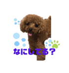 ふわふわ プードル王子（個別スタンプ：7）