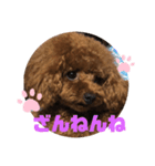 ふわふわ プードル王子（個別スタンプ：9）