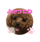 ふわふわ プードル王子（個別スタンプ：10）