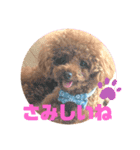 ふわふわ プードル王子（個別スタンプ：11）