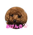 ふわふわ プードル王子（個別スタンプ：12）