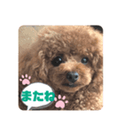 ふわふわ プードル王子（個別スタンプ：13）