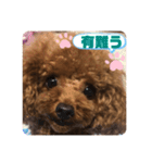 ふわふわ プードル王子（個別スタンプ：14）