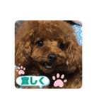 ふわふわ プードル王子（個別スタンプ：15）