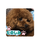 ふわふわ プードル王子（個別スタンプ：16）