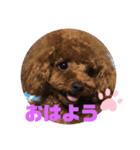 ふわふわ プードル王子（個別スタンプ：17）