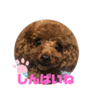 ふわふわ プードル王子（個別スタンプ：19）