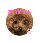 ふわふわ プードル王子（個別スタンプ：20）