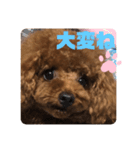 ふわふわ プードル王子（個別スタンプ：21）