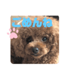 ふわふわ プードル王子（個別スタンプ：22）
