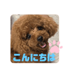 ふわふわ プードル王子（個別スタンプ：23）