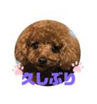 ふわふわ プードル王子（個別スタンプ：25）