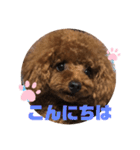ふわふわ プードル王子（個別スタンプ：26）