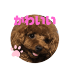 ふわふわ プードル王子（個別スタンプ：27）