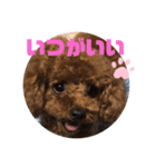 ふわふわ プードル王子（個別スタンプ：28）