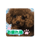 ふわふわ プードル王子（個別スタンプ：29）