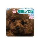 ふわふわ プードル王子（個別スタンプ：30）