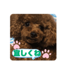 ふわふわ プードル王子（個別スタンプ：31）