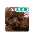 ふわふわ プードル王子（個別スタンプ：32）