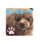 ふわふわ プードル王子（個別スタンプ：33）