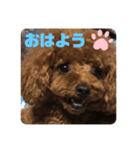 ふわふわ プードル王子（個別スタンプ：34）