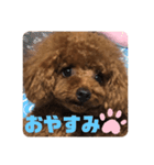 ふわふわ プードル王子（個別スタンプ：35）