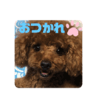 ふわふわ プードル王子（個別スタンプ：36）