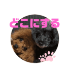 ふわふわ プードル王子（個別スタンプ：38）