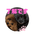 ふわふわ プードル王子（個別スタンプ：39）