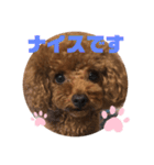 ふわふわ プードル王子（個別スタンプ：40）