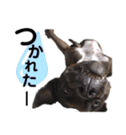 ピットブルRayron（個別スタンプ：16）