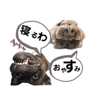 ピットブルRayron（個別スタンプ：33）