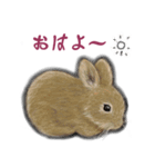 小動物のイラストスタンプ（個別スタンプ：1）