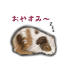 小動物のイラストスタンプ（個別スタンプ：14）