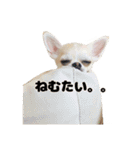 チワワのコロ助くん ①（個別スタンプ：3）
