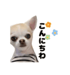 チワワのコロ助くん ①（個別スタンプ：6）