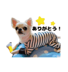 チワワのコロ助くん ①（個別スタンプ：9）