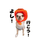 チワワのコロ助くん ①（個別スタンプ：15）