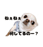 チワワのコロ助くん ①（個別スタンプ：16）