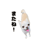 チワワのコロ助くん ①（個別スタンプ：23）