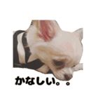 チワワのコロ助くん ①（個別スタンプ：24）