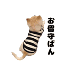 チワワのコロ助くん ①（個別スタンプ：25）