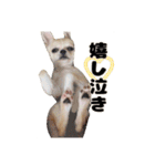 チワワのコロ助くん ①（個別スタンプ：32）
